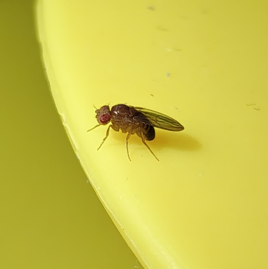 Fruktflue (bananflue) på kjøkkenet
